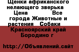 Щенки африканского нелающего зверька  › Цена ­ 35 000 - Все города Животные и растения » Собаки   . Красноярский край,Бородино г.